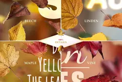 افکت افتادن برگ های پاییزی PNG