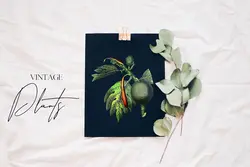 PNG گیاهان با طرح قدیمی