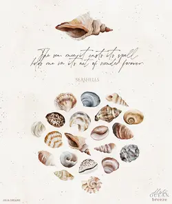 PNG صدف و حلزون دریایی آبرنگی و پترن