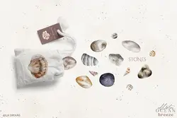 PNG صدف و حلزون دریایی آبرنگی و پترن