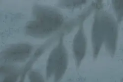 15 افکت سایه شاخه و برگ گیاهان