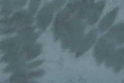 15 افکت سایه شاخه و برگ گیاهان