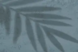 15 افکت سایه شاخه و برگ گیاهان