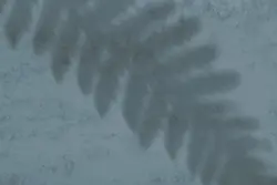 15 افکت سایه شاخه و برگ گیاهان