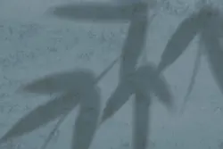 15 افکت سایه شاخه و برگ گیاهان