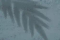 15 افکت سایه شاخه و برگ گیاهان