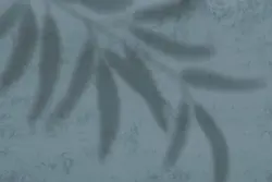 15 افکت سایه شاخه و برگ گیاهان