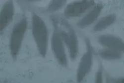 15 افکت سایه شاخه و برگ گیاهان