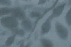 15 افکت سایه شاخه و برگ گیاهان