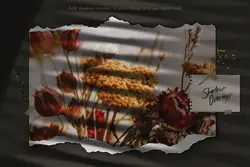 9 افکت سایه درخت و پنجره برای فتوشاپ