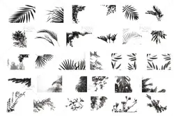 60 افکت سایه پنجره، درخت و گیاهان PNG