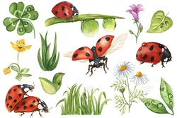 طرح آبرنگی کفشدوزک و گل و گیاه