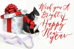 فونت خوشنویسی و کالیگرافی Chalisto + فونت تزئینی