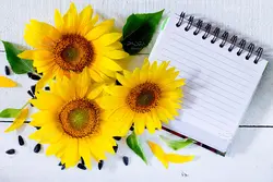 5 تصویر استوک آفتابگردان روی بک گراند چوبی سفید با کیفیت بالا