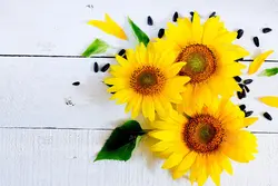 5 تصویر استوک آفتابگردان روی بک گراند چوبی سفید با کیفیت بالا