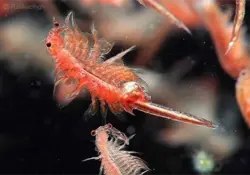 راشا افق| آیا پرورش غذای زنده آبزیان کسب و کاری پولساز است؟