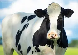 راشا افق | آموزش پرورش گاو + تجهیزات لازم پرواربندی گاو