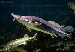 آموزش جامع و تخصصی پرورش ماهی خاویاری+ تجهیزات لازم