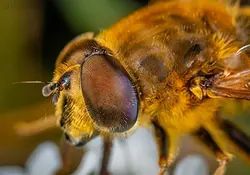 بهترین تکنیک پرورش ملکه زنبور عسل + تجهیزات لازم