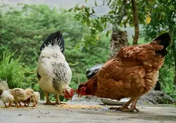 هر آن چیزی که درباره جیره نویسی طیور باید بدانید