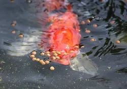 آموزش جیره نویسی غذای آبزیان - راشا افق