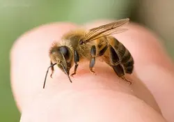 آموزش زنبور درمانی - راشا افق