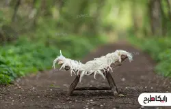 پس زمینه نوزاد در فضای باز