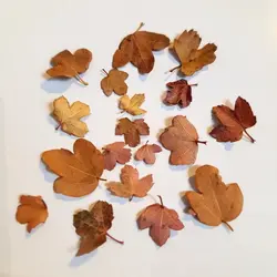 گل خشک برگ های پاییزی