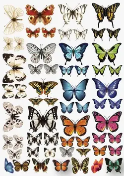 ترنسفر طلقی طرح ست پروانه