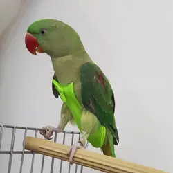 پوشک پرنده مناسب ملنگو و شاه طوطی