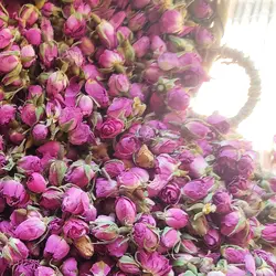 غنچه گل محمدی