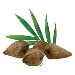 نرم کننده داخل حمام هوايان  سيلکياورجینالHawaiian Silky Triple Butter Hydrate & Define Conditioner