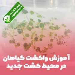 آموزش واکشت گیاهان در محیط کشت جدید