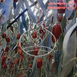 پودر سنجد با هسته