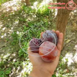 چیپس خانگی آلو قرمز
