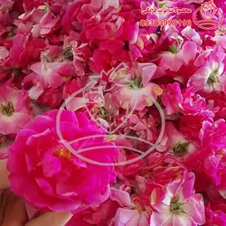 گلاب خانگی درجه 1