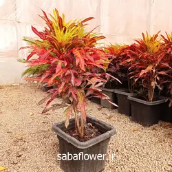 کروتن پنچه کلاغی (جعبه ای)