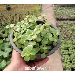 کراسولا خرفه ای