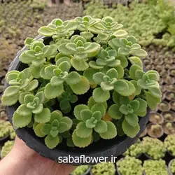 نعنا کوهی