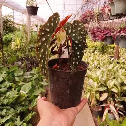 بگونیا بال فرشته