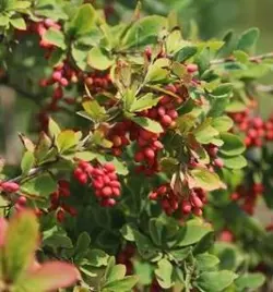 زرشک پفکی درجه یک