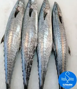 بچه شیر