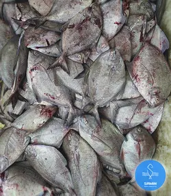 حلوا سیاه