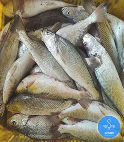شوریده خیلی درشت