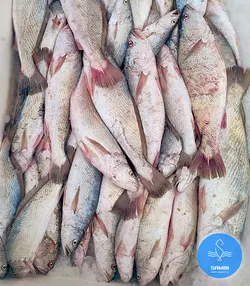 شوریده درشت