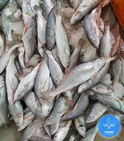 شوریده متوسط