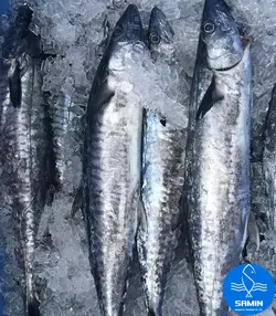 شیر