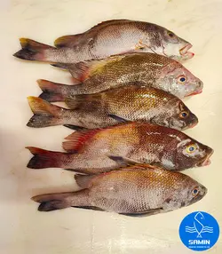 گَزِّی کَبا