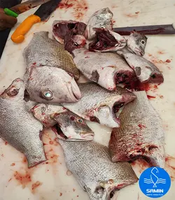 گَزِّی کَبا