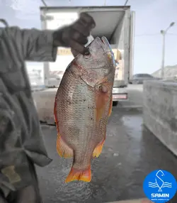 هیرو